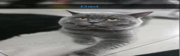 British Shorthair cats for sale: British shorthaired kittens  - Advert 8