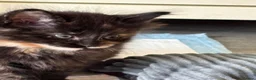 Mixed Breed cats for sale: 6 beautiful kittens. Excellent colours - Advert 25