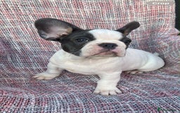 French Bulldog dogs for sale: Ready to leave now frenchbull dog puppies  - Image 1
