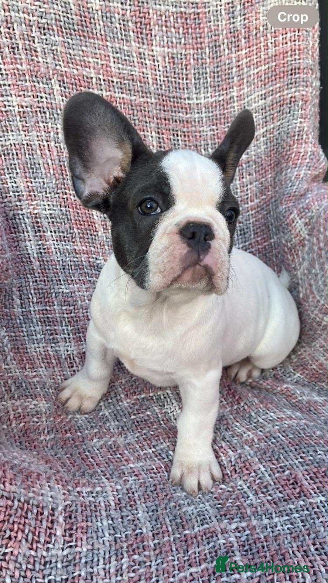 French Bulldog dogs for sale: Ready to leave now frenchbull dog puppies  - Image 1