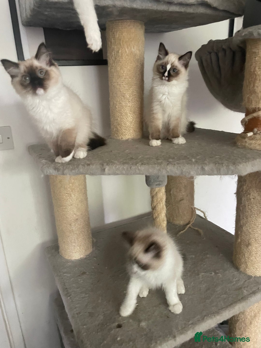 Ragdoll cats for sale: GCCF pedigreed ragdoll kittens READY TO LEAVE  - Image 10