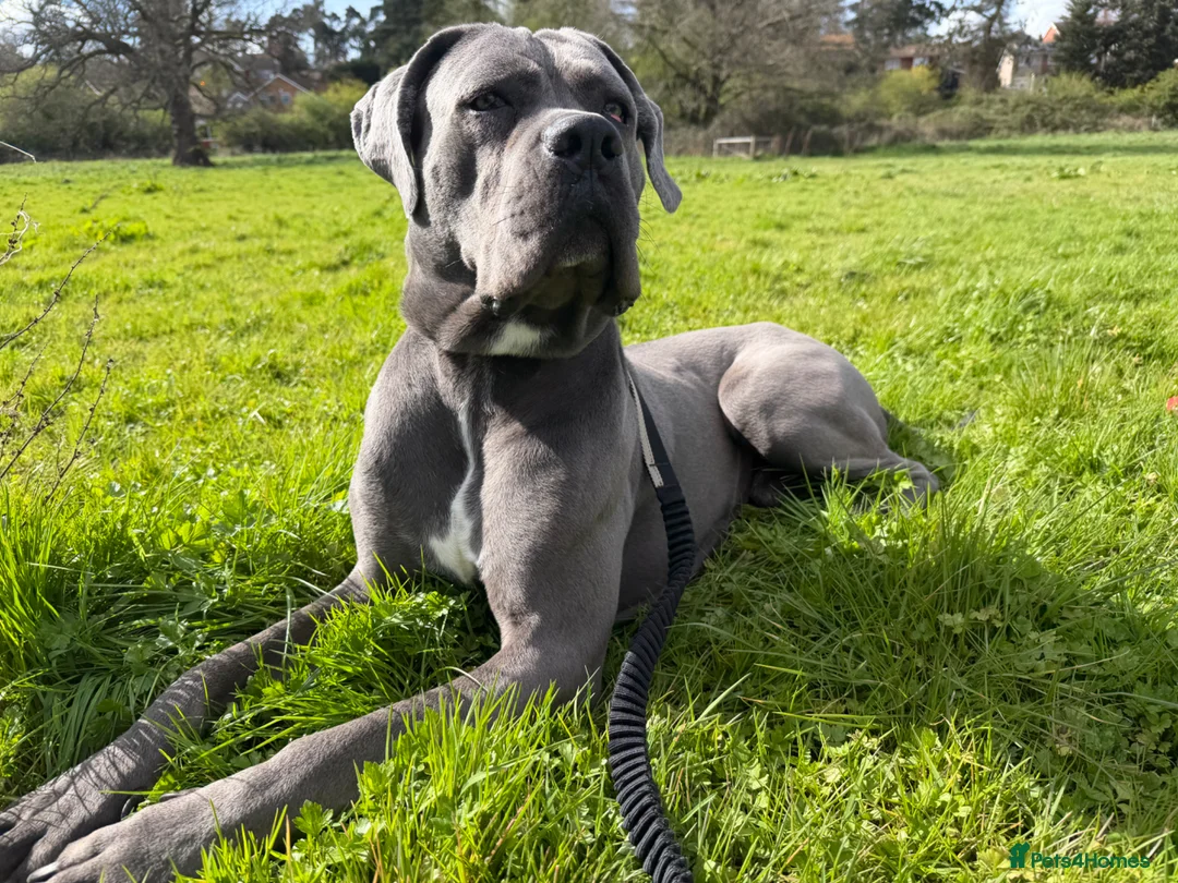 Cane Corso dogs for sale: 1year old cane corso pup in Leighton Buzzard - Advert 2