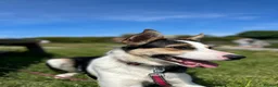 Border Collie dogs for sale: 4 year old collie looking for a new home  in Bangor - Advert 2