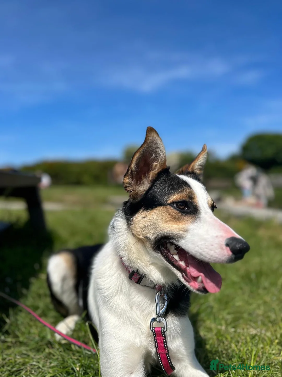 Border Collie dogs for sale: 4 year old collie looking for a new home  in Bangor - Advert 2