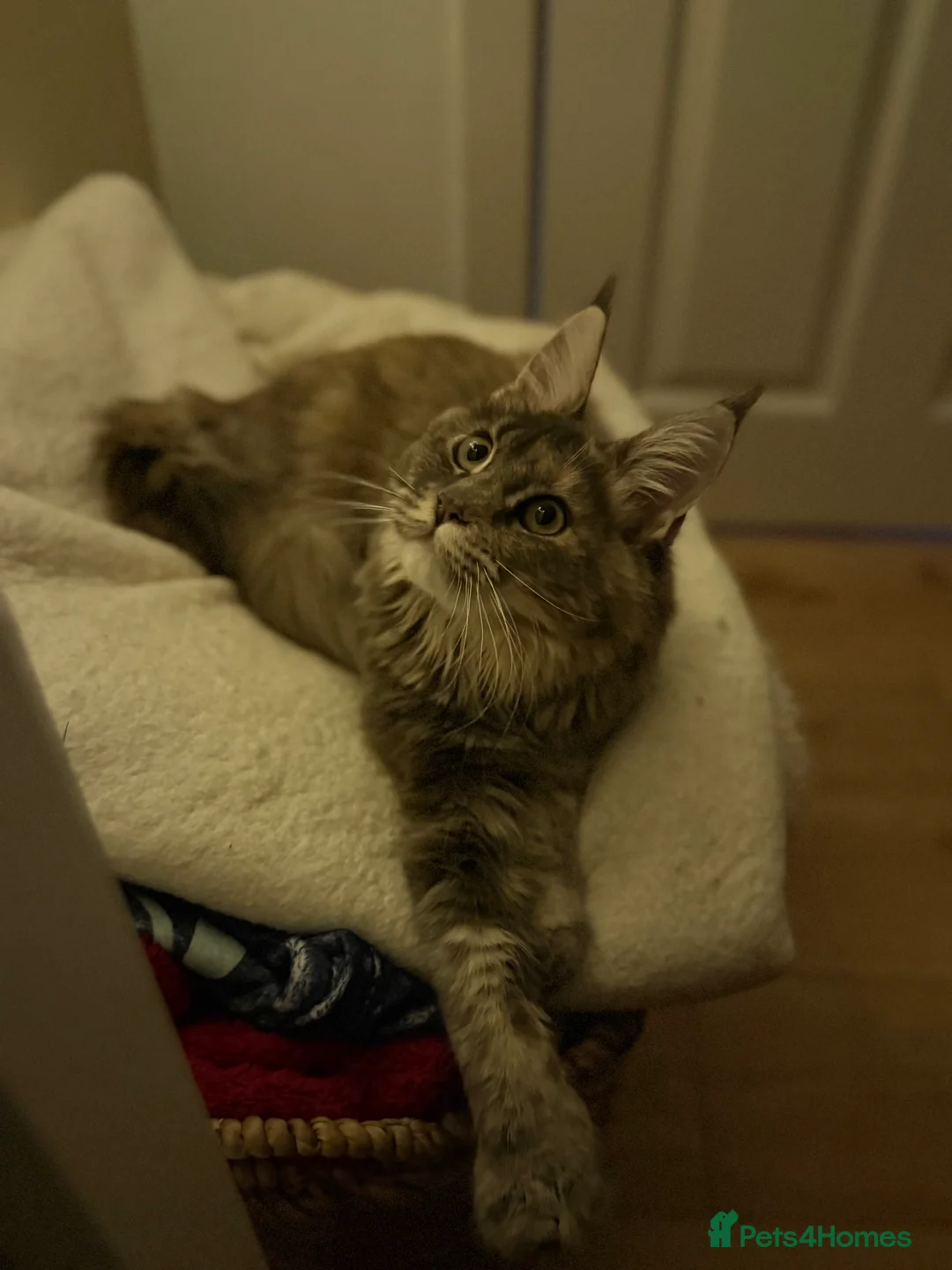 Maine Coon cats for sale: POLYDACTYL MAINE COON TICA ACTIVE - Advert 8