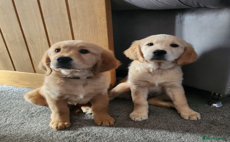 Golden Retriever dogs - Advert 3