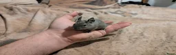 Degus rodents for sale: Young blue/grey degu's lovely and tame - Advert 2