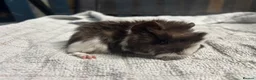Guinea Pig rodents for sale: beautiful friendly guinea pigs to reserve  - Advert 21