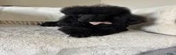 Cavapoo dogs for sale: F1 Cavapoo puppies health test clear - Advert 12