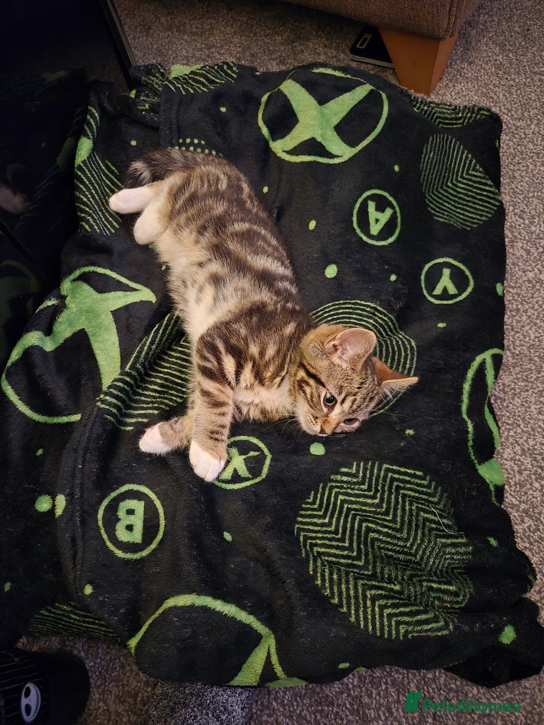 Mixed Breed cats for sale: Kitten  - Advert 1