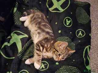 Mixed Breed cats Kitten - Advert 3