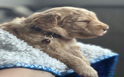 Australian Labradoodle dogs for sale: Genuine Australian Labradoodle (not poodle-lab mix in Wallington - Image 23