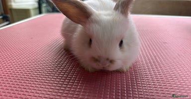 Mini Lop rabbits - Advert 15