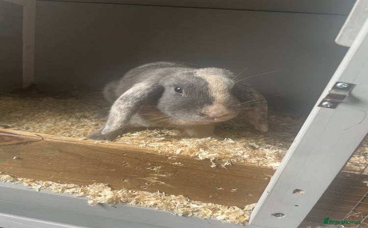 English Lop rabbits - Advert 1