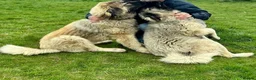 Caucasian Shepherd Dog dogs for sale: Stunning Caucasian Shepherd Ovcharka Puppies  in Lanark - Advert 4