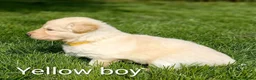German Shepherd dogs for sale: Gorgeous German Shepherd pups for sale - Advert 25