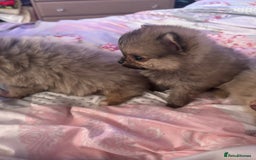 Pomchi dogs for sale: 3/4pom1/4chi PUPS now REDUCED ready in two weeks  - Advert 3