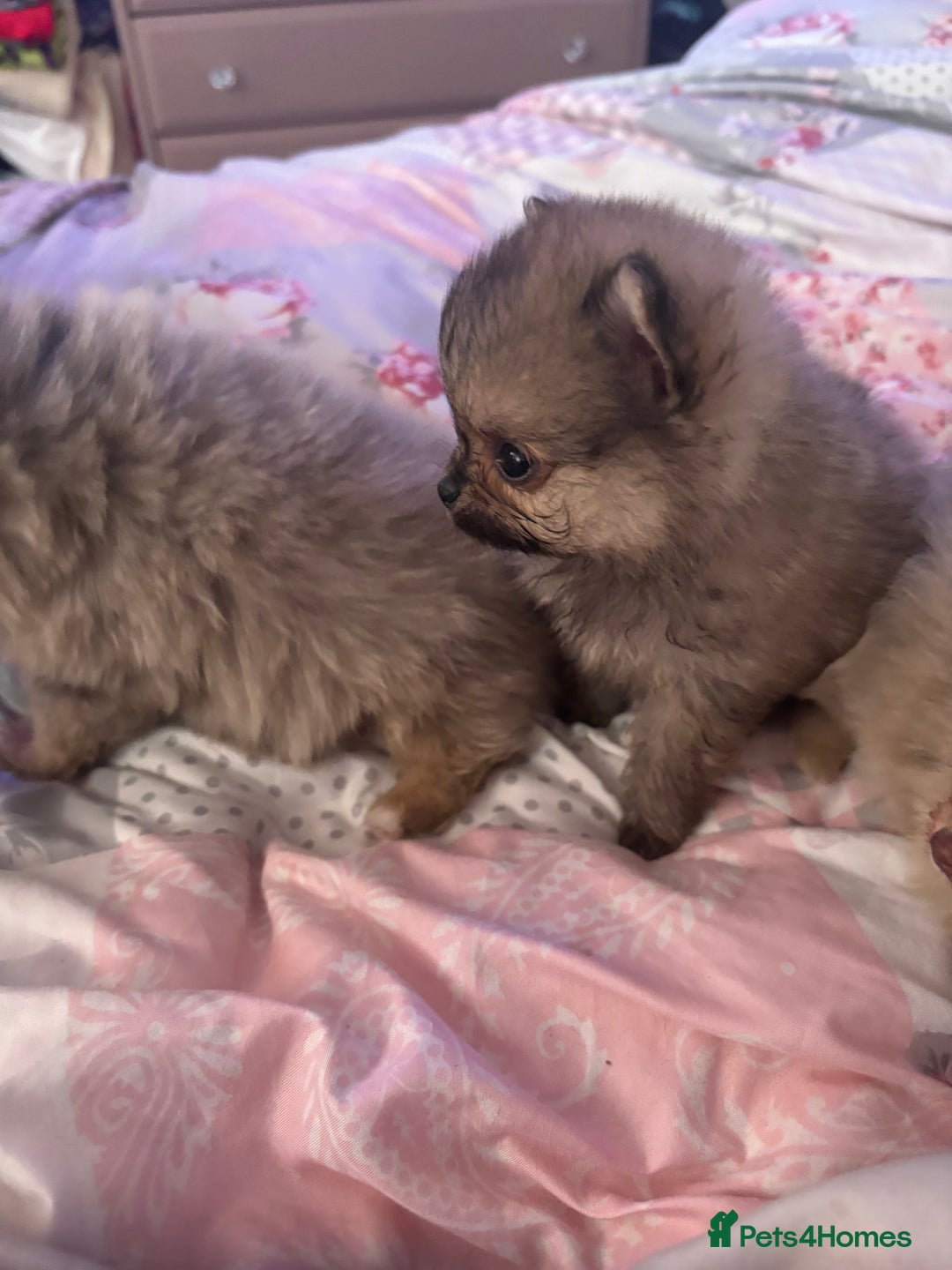 Pomchi dogs for sale: 3/4pom1/4chi PUPS now REDUCED ready in two weeks  - Advert 3