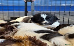 Pyrenean Mastiff dogs for sale: KC registered Pyrenean Mastiffs - Image 12