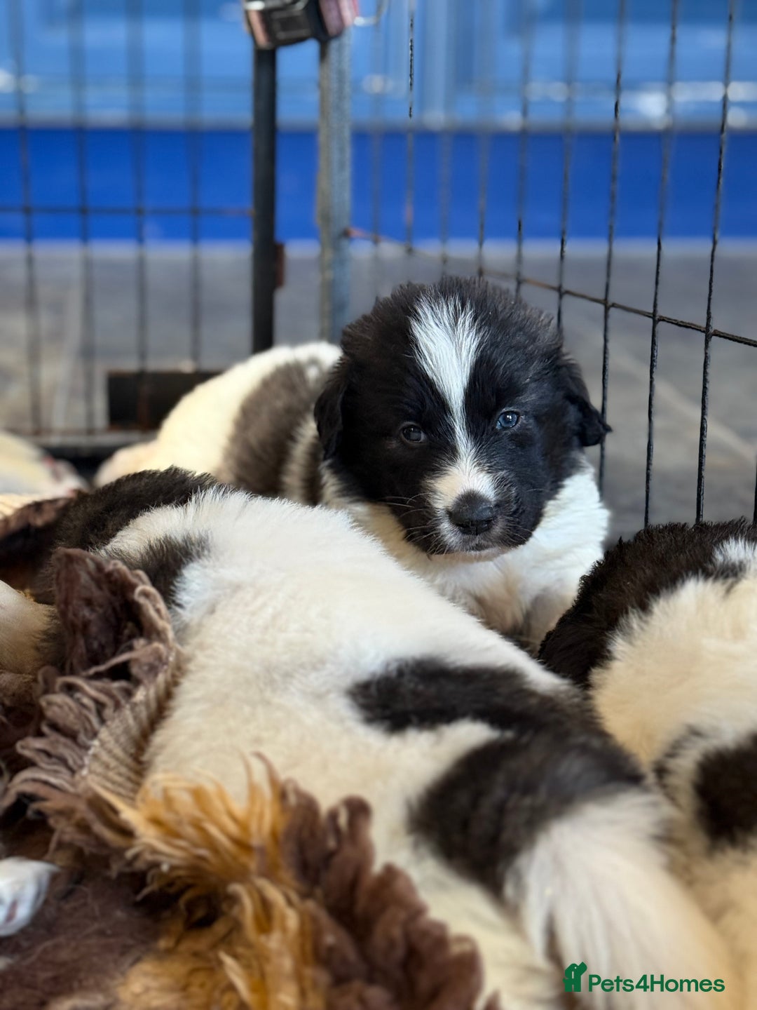 Pyrenean Mastiff dogs for sale: KC registered Pyrenean Mastiffs - Image 12