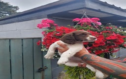 English Springer Spaniel dogs for sale: Springer spaniel  - Image 3