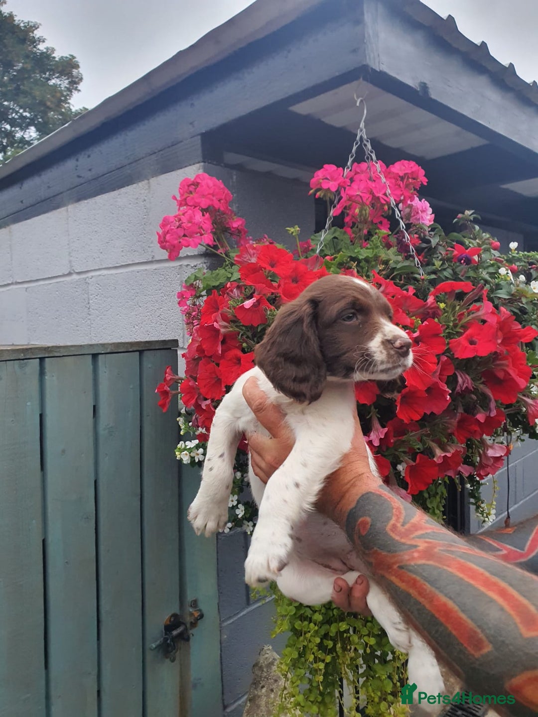 English Springer Spaniel dogs for sale: Springer spaniel  - Image 3