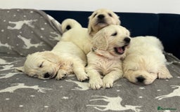 Golden Retriever dogs for sale: Golden Retriever Puppies 5 Generation Pedigree - Image 14