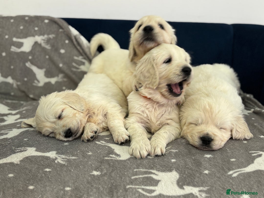 Golden Retriever dogs for sale: Golden Retriever Puppies 5 Generation Pedigree - Image 14