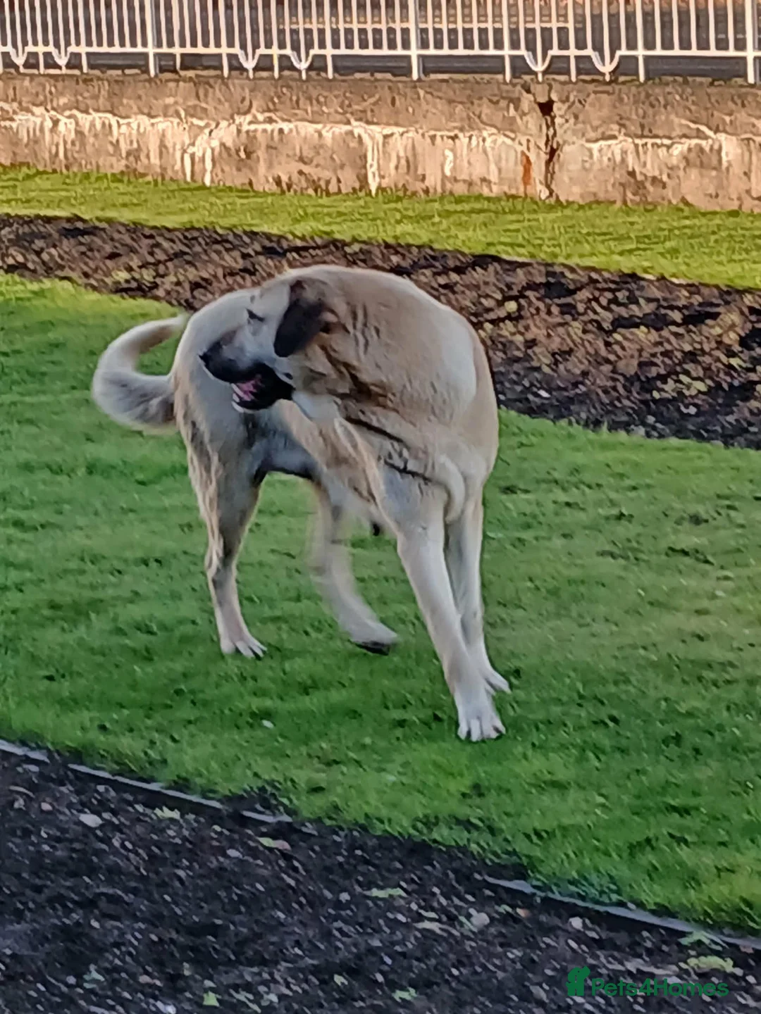 Turkish Kangal dogs for sale: FEMALE TURKISH KANGAL FOR SALE - Advert 2