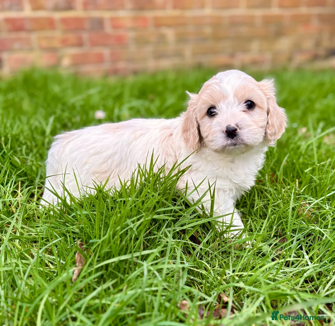 Cavachon dogs for sale: Cavachons - Advert 8