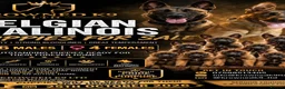 Belgian Shepherd Dog dogs for sale: Krowned_k9 Belgian malinois Puppies  - Advert 7