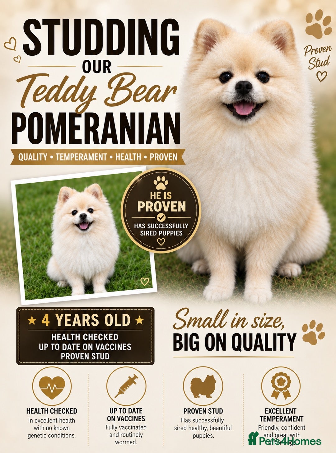 Pomeranian dogs 🐻  Teddy Bear Pomeranian for Stud 🐻 - Advert 13