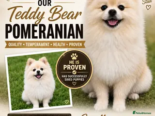 Pomeranian dogs 🐻 Teddy Bear Pomeranian for Stud 🐻 - Advert 13