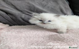Ragdoll cats for sale: GCCF Pedigree Ragdoll Kittens Champion Lines - Image 17