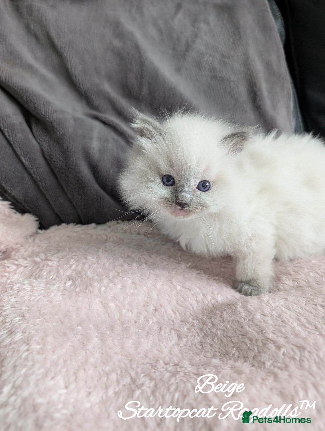 Ragdoll cats for sale: GCCF Pedigree Ragdoll Kittens Champion Lines - Image 17