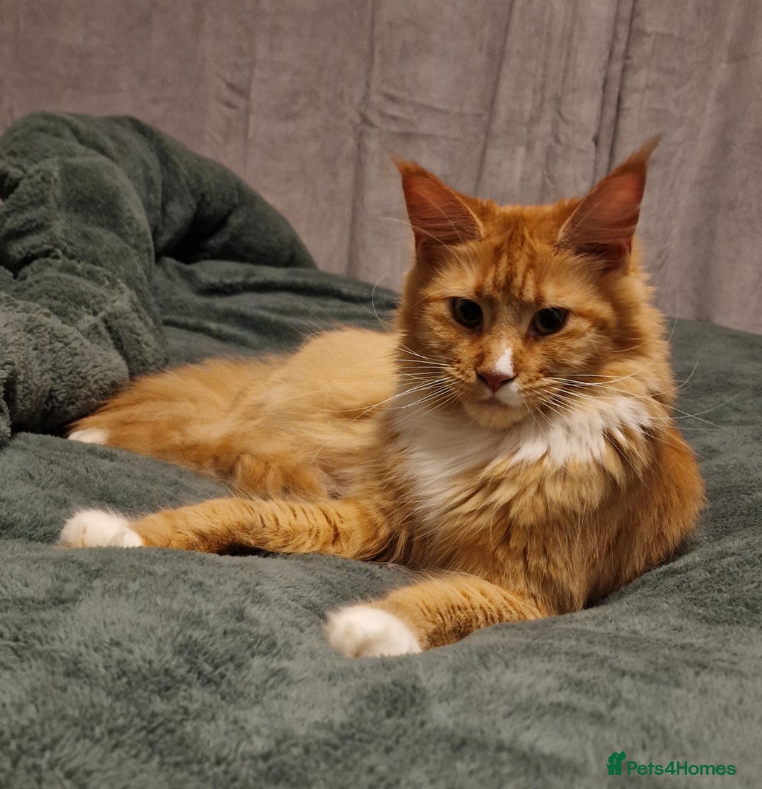 Maine Coon cats for sale: ✨ Two Beautiful Retired Pedigree Maine Coons ✨  - Advert 6