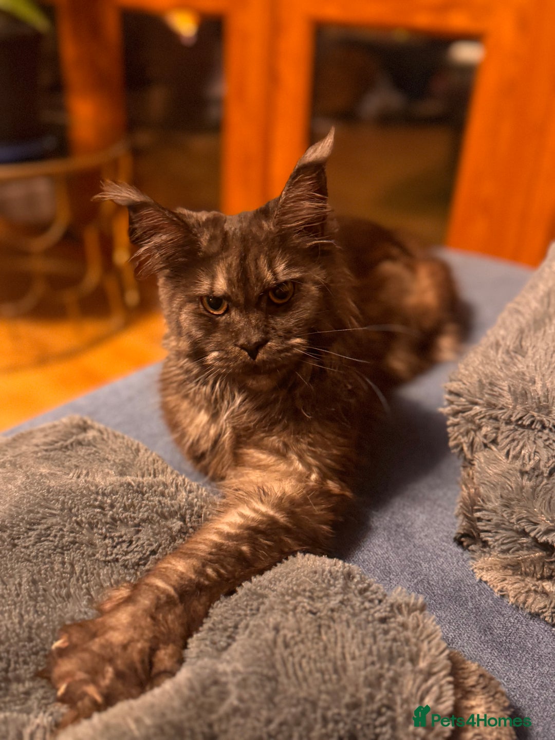Maine Coon cats for sale: Loving Retired queen Main Coon - smoky black  - Image 3