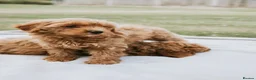 Cavapoo dogs for sale: F1 Miniature Cavapoo Puppies For Sale  in Sittingbourne - Advert 17