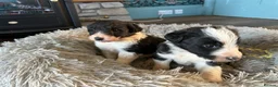 Bordoodle dogs for sale: Gorgeous Collie x poodle pups  - Advert 2