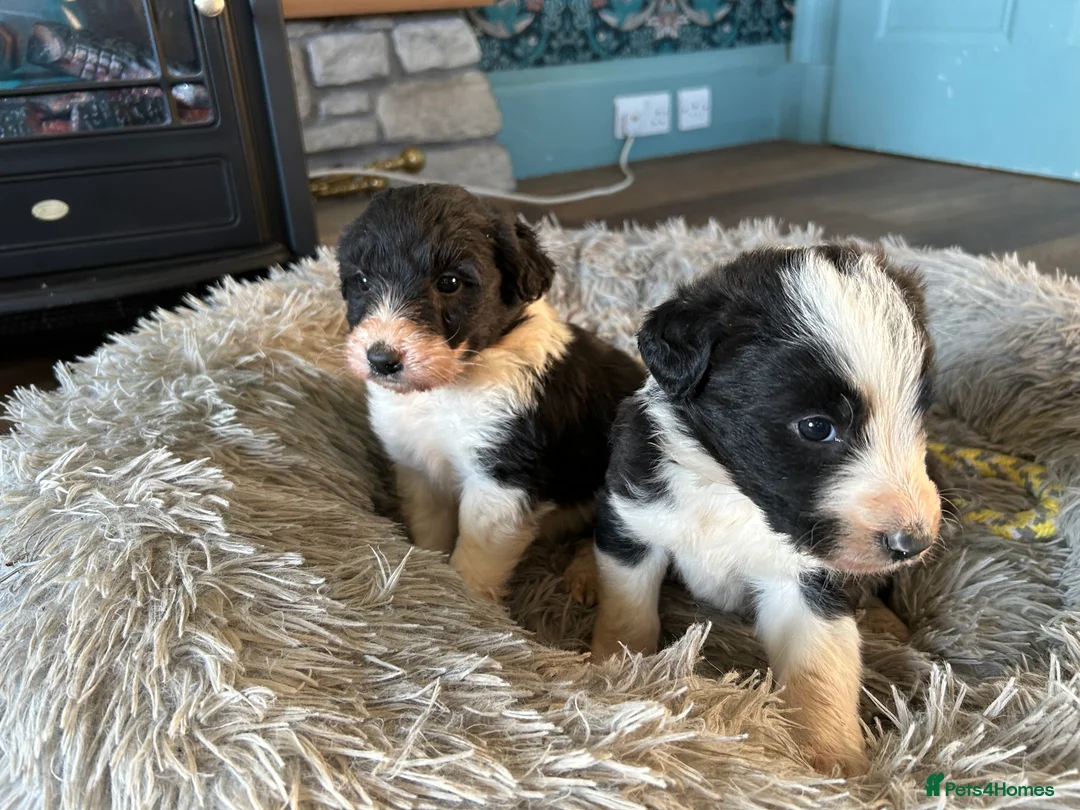 Bordoodle dogs for sale: Gorgeous Collie x poodle pups  - Advert 2