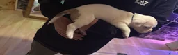 Mixed Breed dogs for sale: 🐾 American bulldog puppies🐾 - Advert 6
