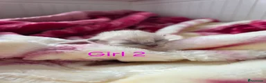 Ragdoll Girl 2
