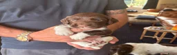 English Springer Spaniel dogs for sale: Working springer spaniels - Advert 7