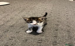 British Shorthair cats for sale: Beautiful unique coated kittens - Image 1