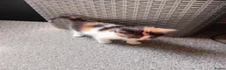 Mixed Breed cats for sale: Miss Jolanta - Advert 4