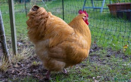Chickens poultry for sale: Exhibition quality Buff Orpington roosters - Image 2