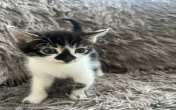 Bengal cats for sale: RUSSIAN BLUE BENGLES - Image 14