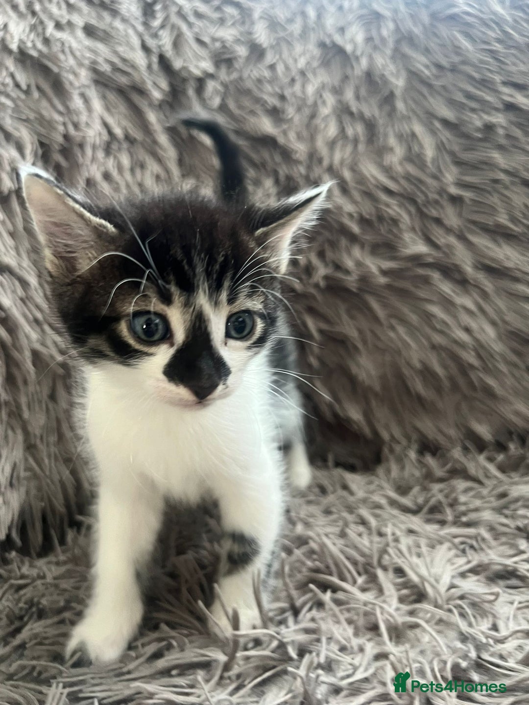 Bengal cats for sale: RUSSIAN BLUE BENGLES - Image 14