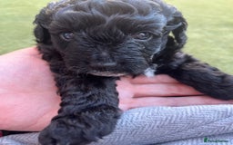 Yorkiepoo dogs for sale: Yorkiepoo cockapoo  - Image 9