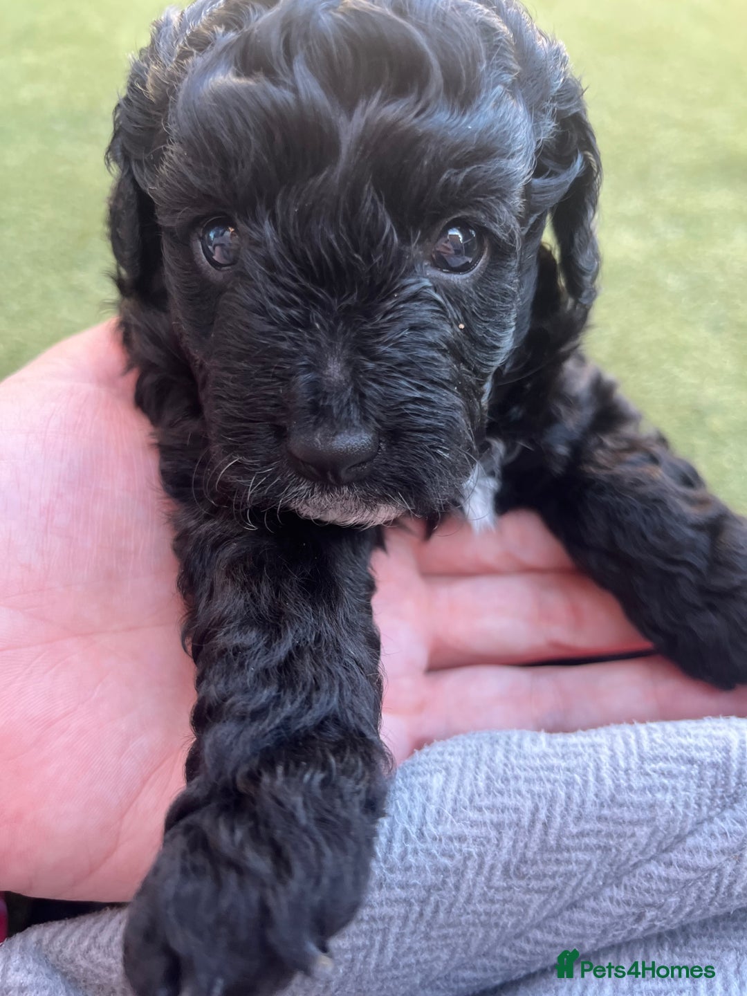 Yorkiepoo dogs for sale: Yorkiepoo cockapoo  - Image 9